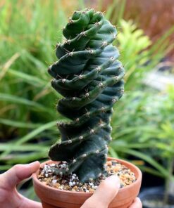 Cereus peruvianus tortuosus