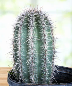 Saguaro Kaktus