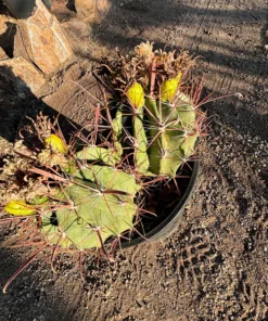 Southwestern Barrel Cactus