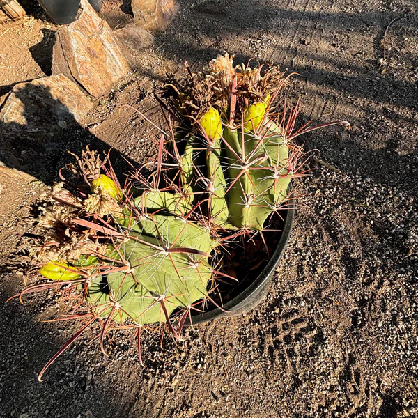 Southwestern Barrel Cactus