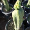 San Pedro Cristate Lime small – Trichocereus Pachanoi