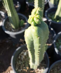 San Pedro Cristate Lime small – Trichocereus Pachanoi
