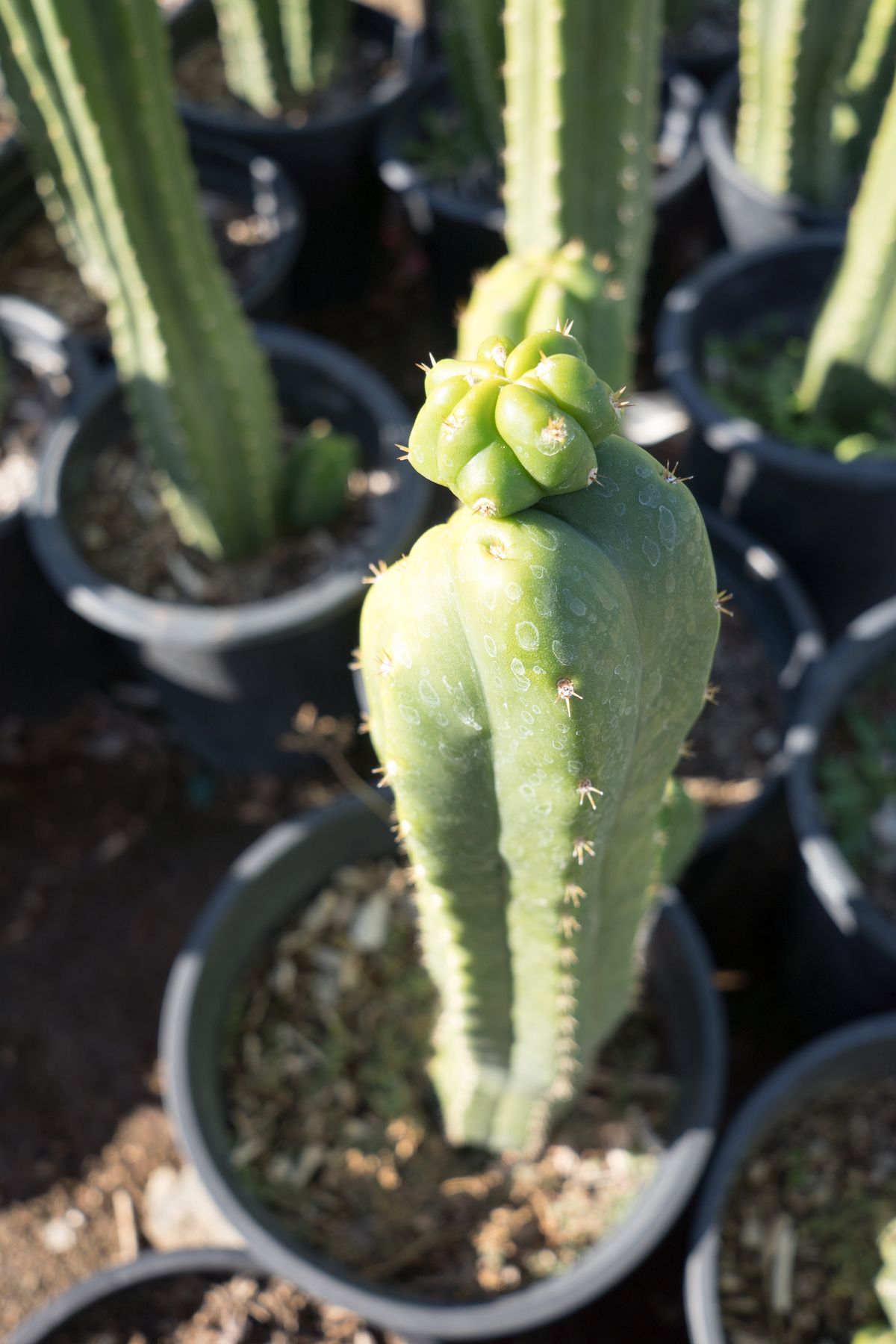 San Pedro Cristate Lime small – Trichocereus Pachanoi