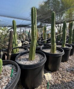 Trichocereus Pachanoi