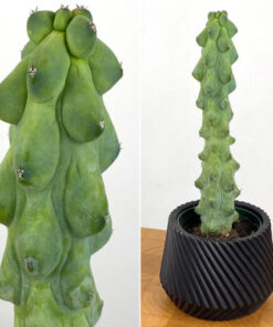 4″ Myrtillocactus Geometrizans‘ Boobie Cactus