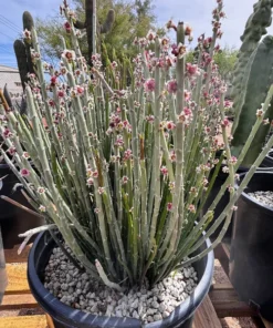 Candelilla