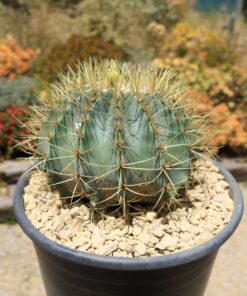 Ferocactus glaucescens XL