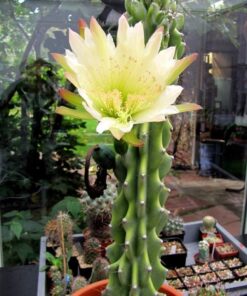 Cereus peruvianus tortuosus
