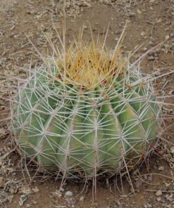 Ferocactus glaucescens XL