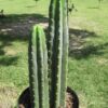Trichocereus Pachanoi