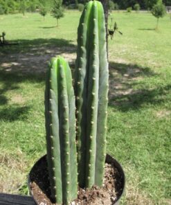 Trichocereus Pachanoi