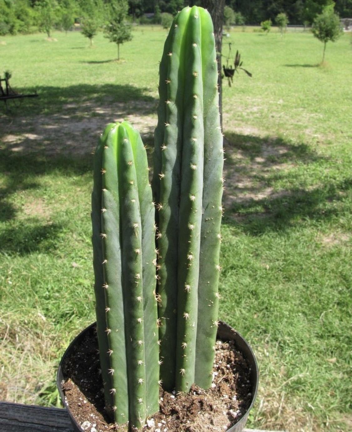 Trichocereus Pachanoi