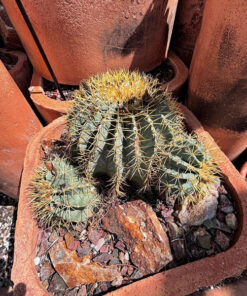 Ferocactus Glaucescens