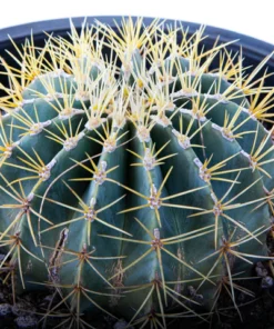 Ferocactus Glaucescens