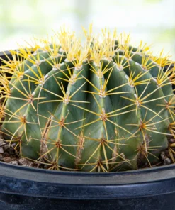 Ferocactus Glaucescens