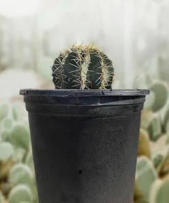 Ferocactus Glaucescens