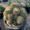 Ferocactus Glaucescens