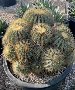 Ferocactus Glaucescens