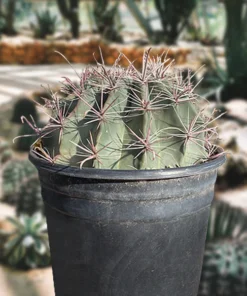 Southwestern Barrel Cactus