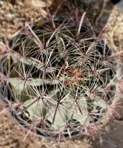 Southwestern Barrel Cactus