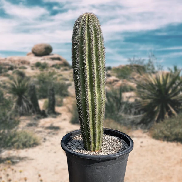 Saguar Kaktus