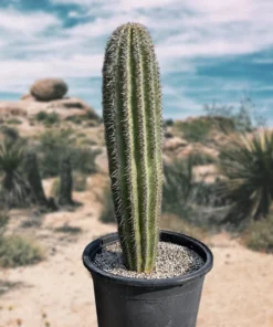 Saguaro Kaktus