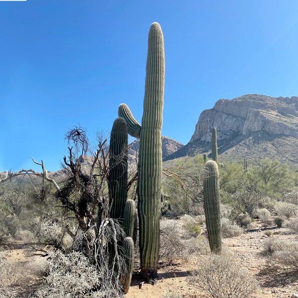 Saguar Kaktus