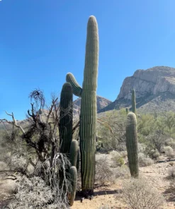 Saguaro Kaktus