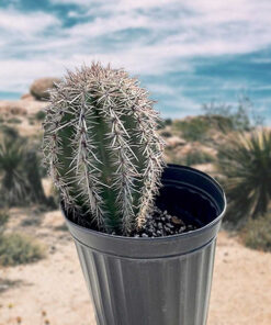Saguar Kaktus