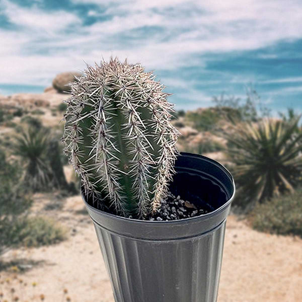 Saguar Kaktus