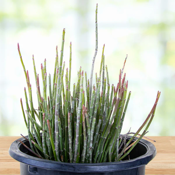 Candelilla