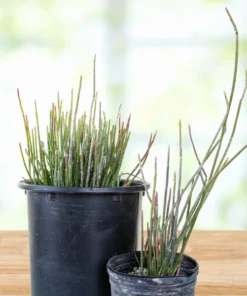 Candelilla