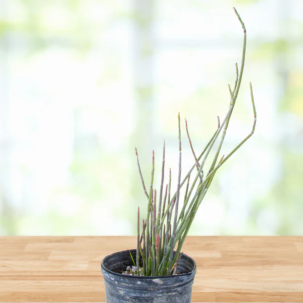 Candelilla