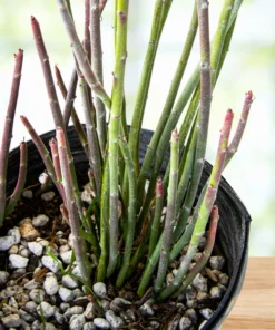 Candelilla