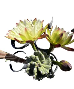 Cereus Twist Kaktus