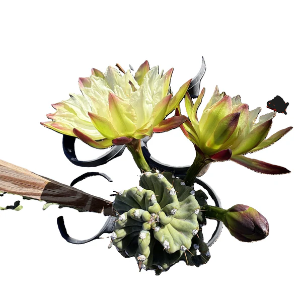 Cereus Twist Kaktus