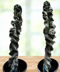 Cereus Twist Kaktus