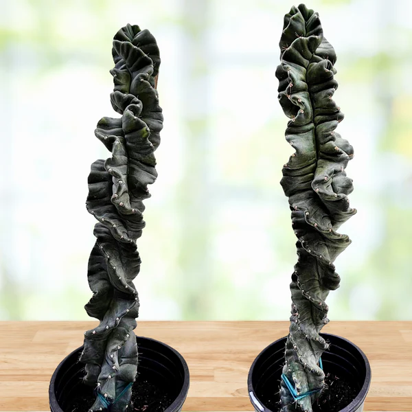 Cereus Twist Kaktus