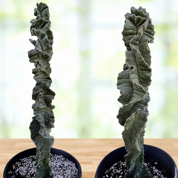 Cereus Twist Kaktus