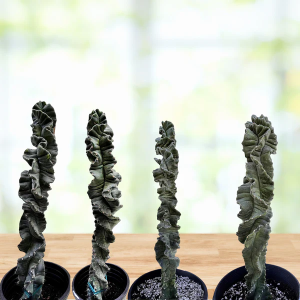 Cereus Twist Kaktus