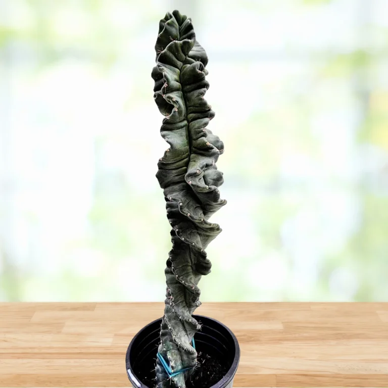 Cereus Twist Kaktus
