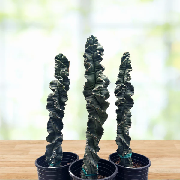 Cereus Twist Kaktus