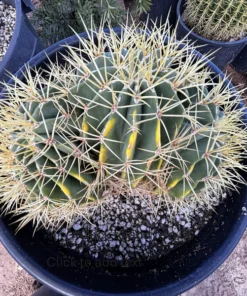 Ferocactus Glaucescens