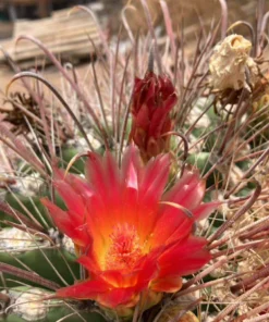 Coville barrel cactus