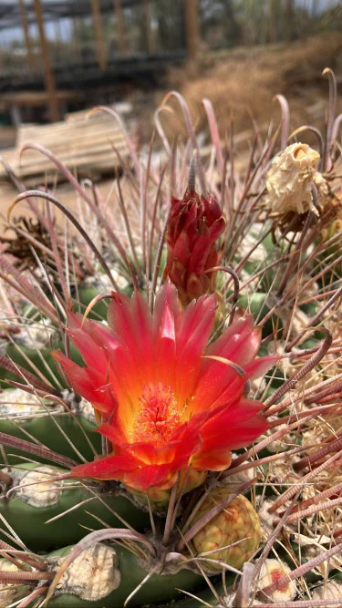 Coville barrel cactus