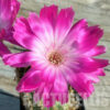 Echinopsis Hybrid „Superstar“ Samen 2025