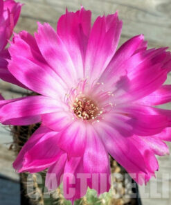 Echinopsis Hybrid „Superstar“ Samen 2025