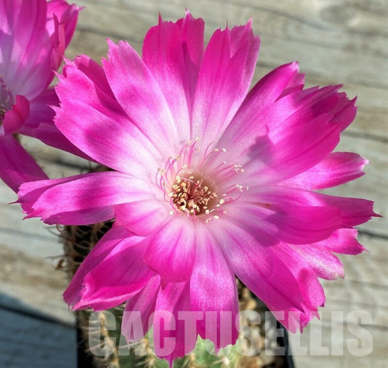 Echinopsis Hybrid „Superstar“ Samen 2025