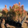 Euphorbia Tiricalli Firesticks