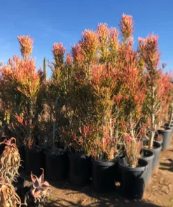 Euphorbia Tiricalli Firesticks